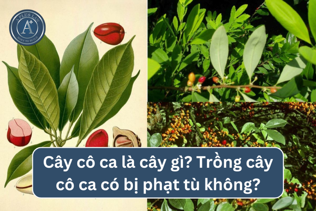 cây cô ca
