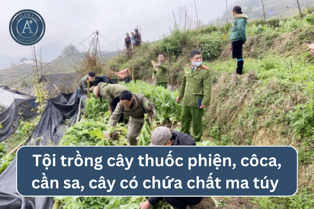 tội trồng cây thuốc phiện, cây côca, cây cần sa hoặc các loại cây khác có chứa chất ma túy