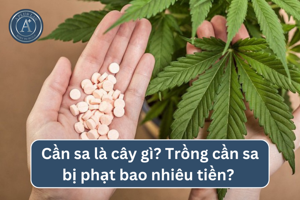 trồng cần sa bị phạt bao nhiêu