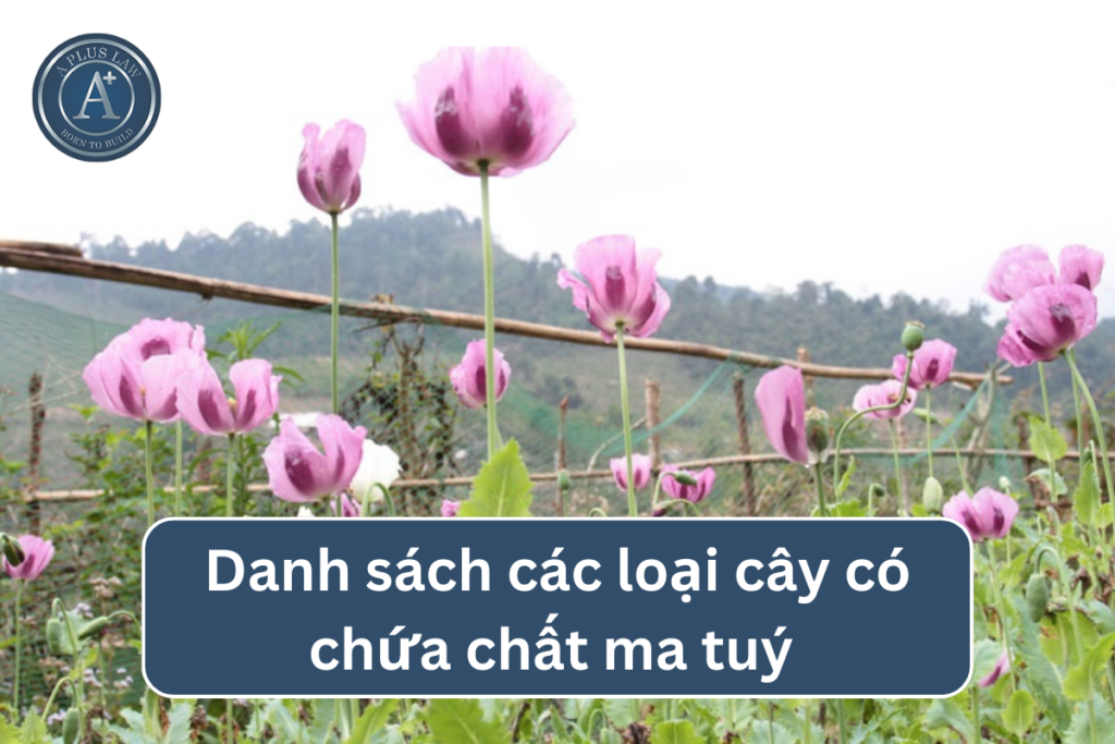các loại cây có chứa chất ma túy