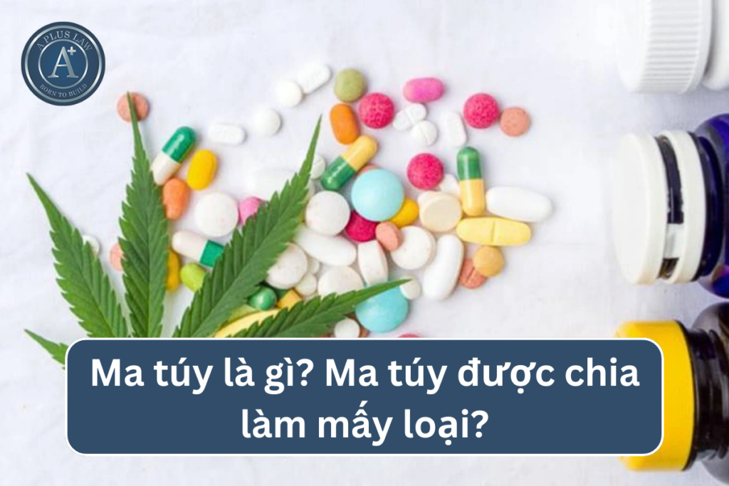 ma túy được chia làm mấy loại